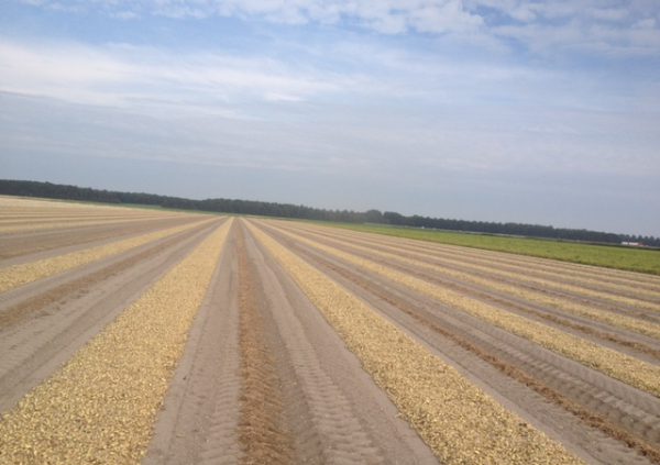 plantuien
